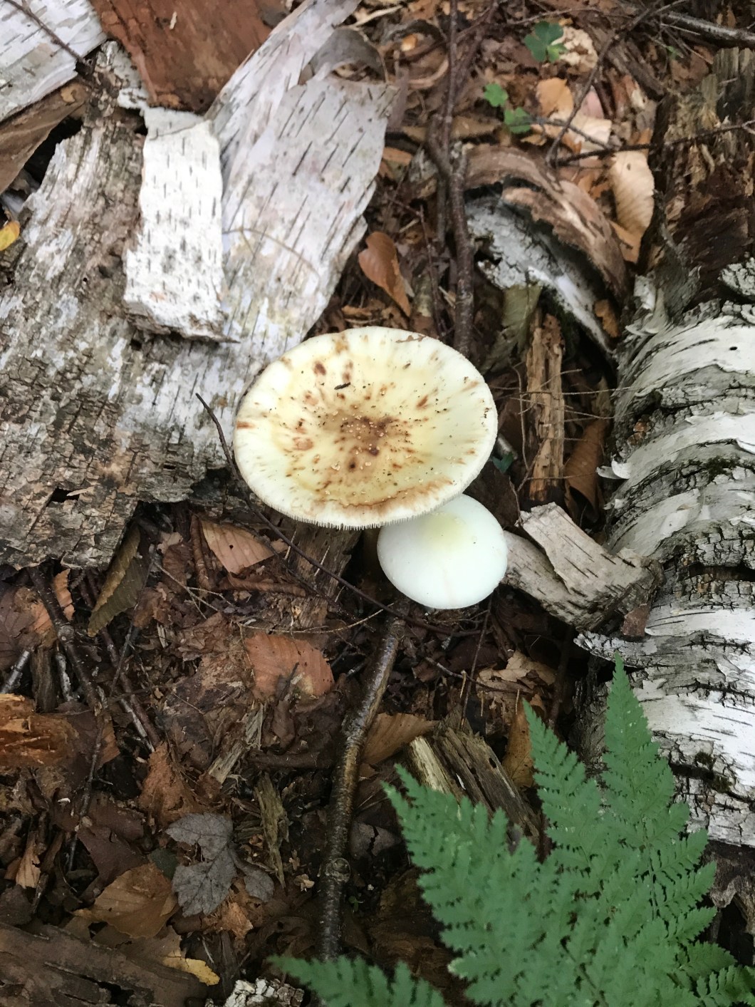 43AA5D68-5277-4366-85F8-87C022A0268D