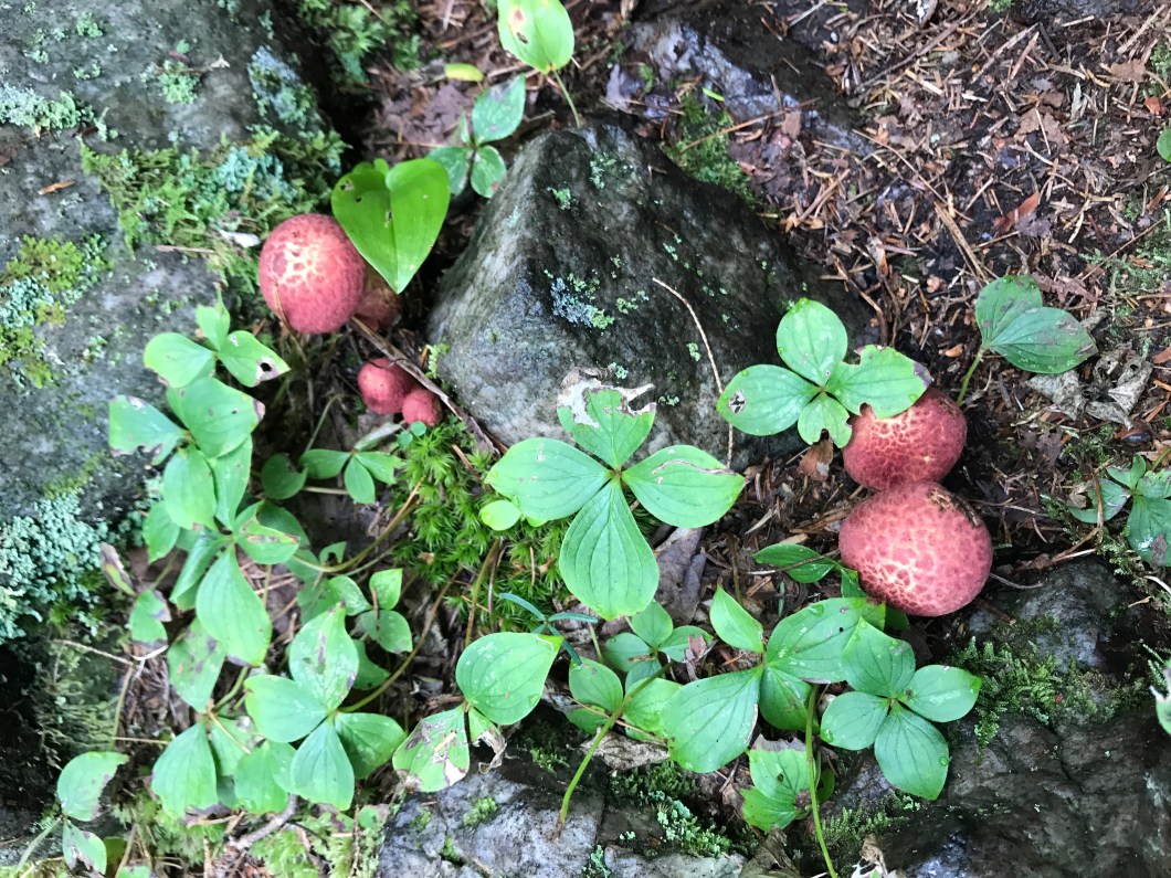 5F7AA6F3-BB28-42E0-B715-5151B4E853A6