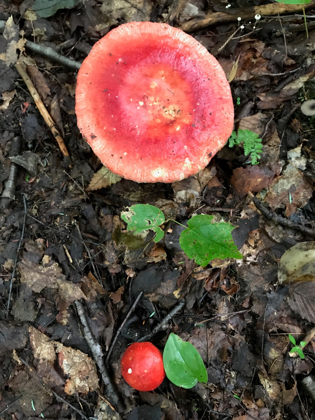 C1CE67D1-BD88-4758-93E9-1063194C7F95